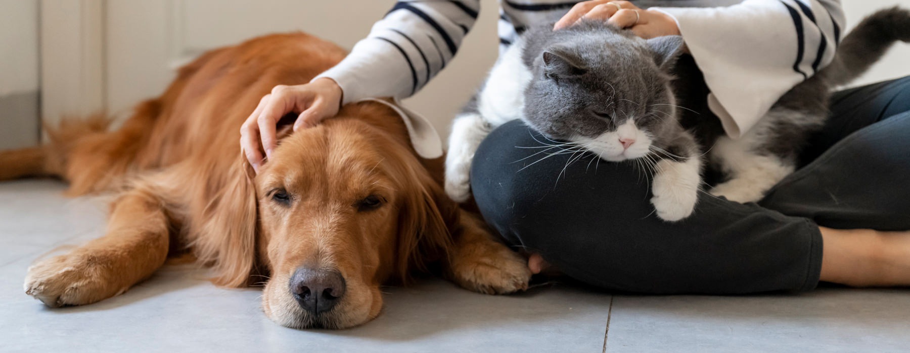 woman sitting on floor petting cat and dog