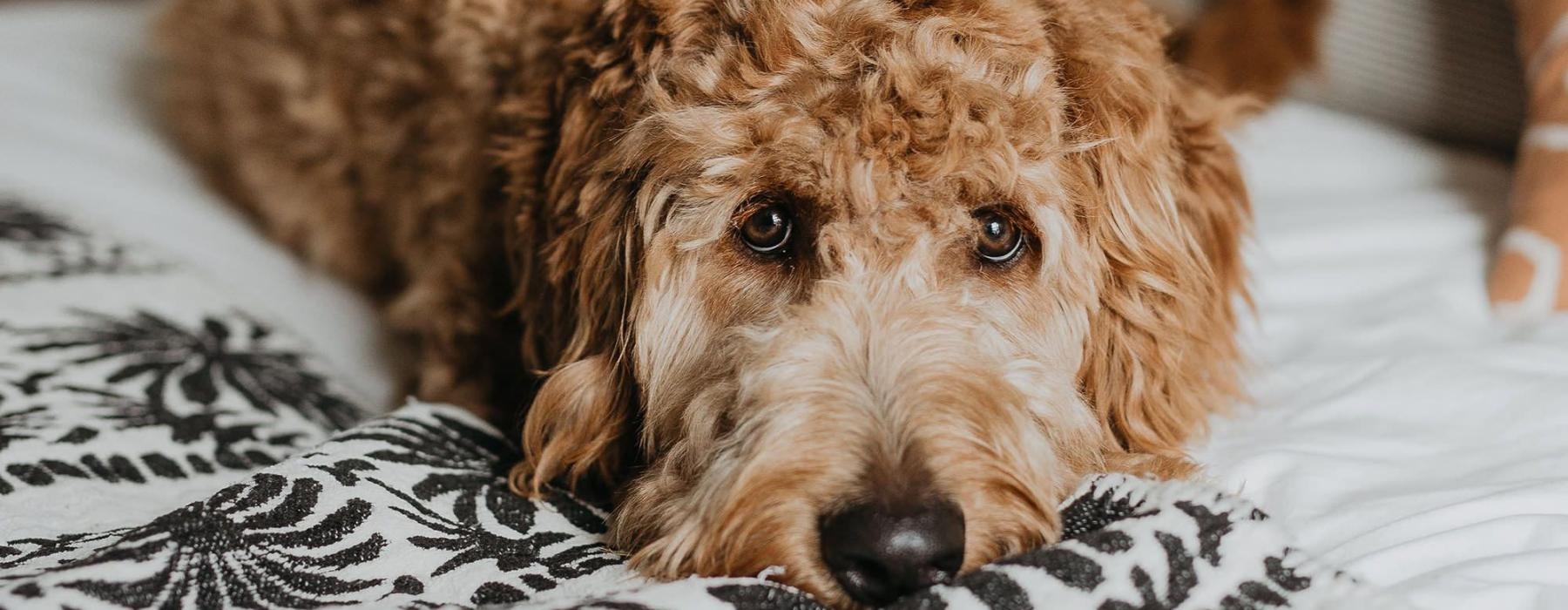 a dog lying on a bed looking