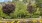 a garden with trees and bushes